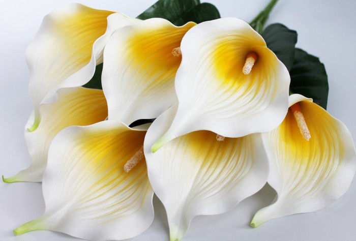 Б11283 Б/С Бук.особо крупной рифленой каллы"Пикассо"7г.Н62см(20микс)