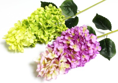 В11813 Б/С Гортензия крупноголовая Фрайз Мельба 84см