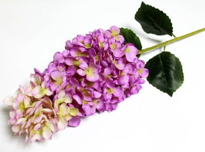 В11813 Б/С Гортензия крупноголовая Фрайз Мельба 84см